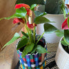 Boxi Planters ~ Multicolor - Set of 3 - touchGOODS