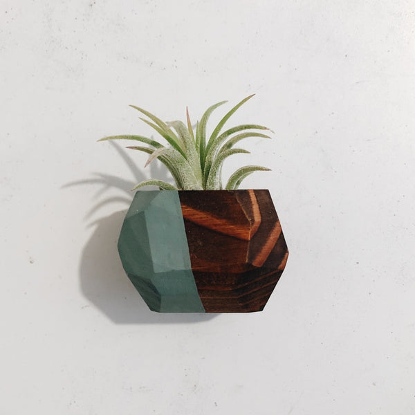 Geo Air Plant Magnets (PLANT INCLUDED) - touchGOODS