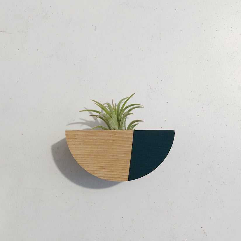 Half Circle Air Plant Magnets (PLANT INCLUDED) - touchGOODS