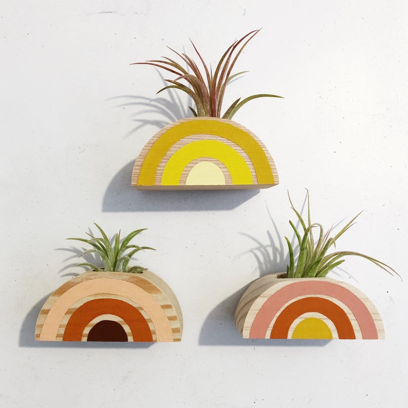 Rainbow Air Plant Magnet (PLANT INCLUDED) - touchGOODS