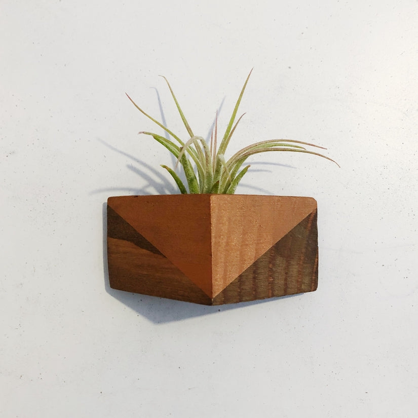Triangle Air Plant Magnets (PLANT INCLUDED) - touchGOODS