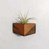Triangle Air Plant Magnets (PLANT INCLUDED) - touchGOODS