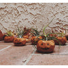 Pumpkin Air Plant Holders (PLANT INCLUDED) - touchGOODS