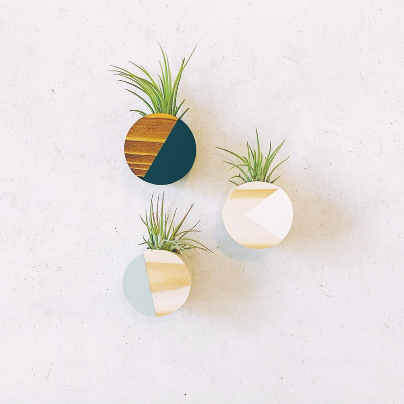 Circle Air Plant Magnets (PLANT INCLUDED) - touchGOODS