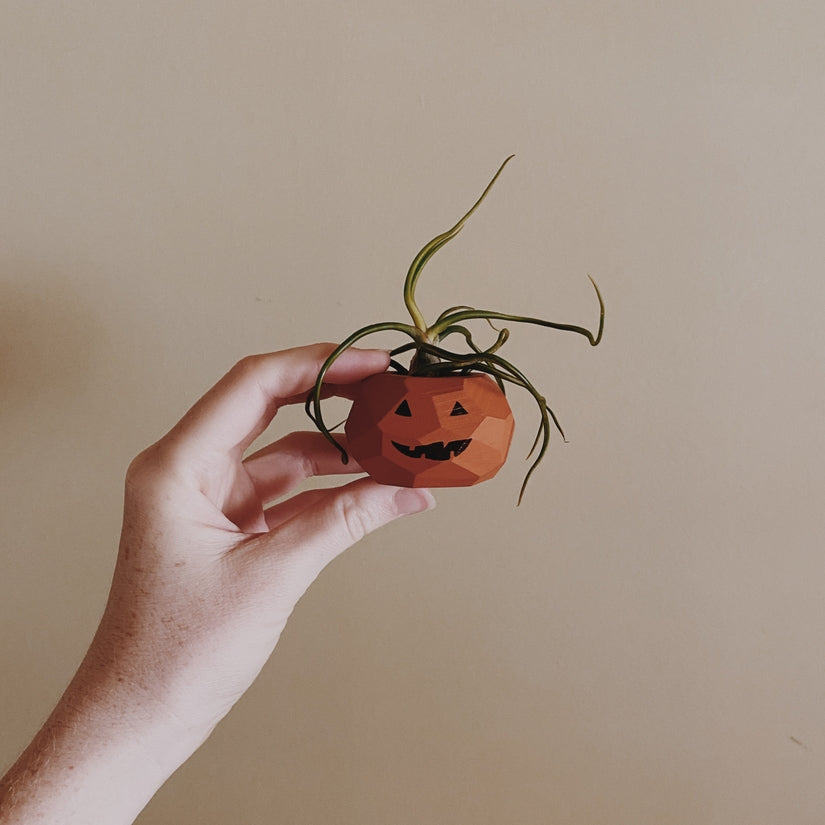 Pumpkin Air Plant Holders (PLANT INCLUDED) - touchGOODS