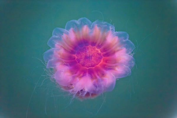Sea Blossom, 16" x 24" | touchGOODS